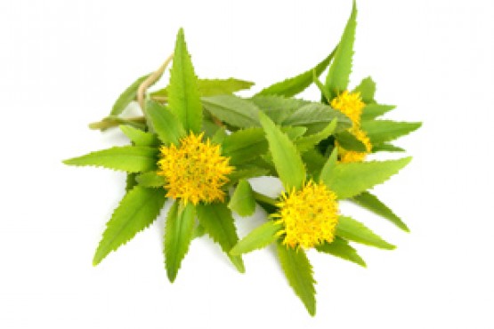 La Rhodiola