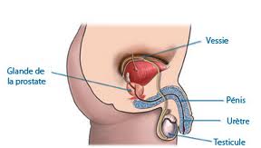 Prostate, glande sexuelle masculine - confort urinaire - compléments alimentaires