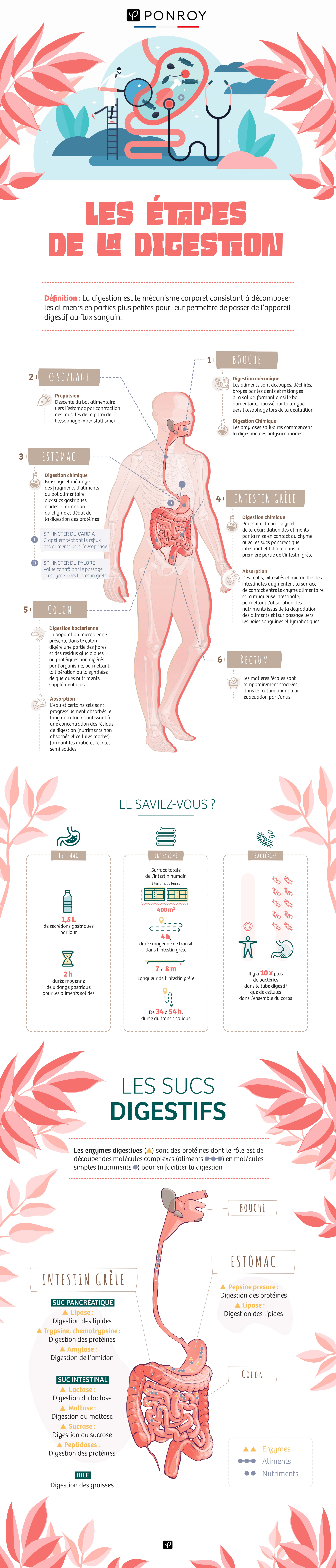 Infographie - Les étapes de la digestion - Ponroy